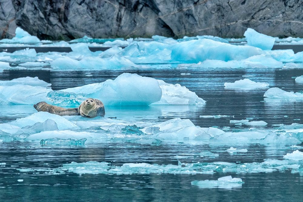 Harbor Seal-LeConte Bay-Alaska-USA